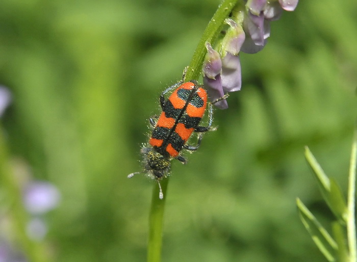 Trichodes alvearius